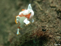Der Baby Warzen Anglerfisch (Antennarius maculatus) springt über eine Grundel