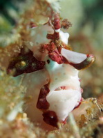 Antennarius maculatus - Warty Frogfish, Clown frogfish, Wartskin frogfish - Warzen Anglerfisch, Clown Anglerfisch) 