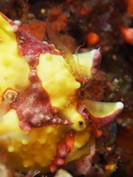 Antennarius maculatus - Warty Frogfish, Clown frogfish, Wartskin frogfish - Warzen Anglerfisch, Clown Anglerfisch) 