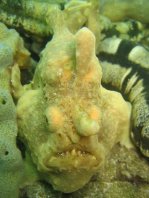 Warty frogfish (Clown frogfish) - <em>Antennarius maculatus</em> - Warzen Anglerfisch 