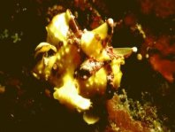 4 <em>Antennarius maculatus</em> - thumbnail picture / Kleinbild