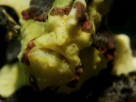 Warty frogfish (Clown frogfish) - <em>Antennarius maculatus</em> - Warzen Anglerfisch 