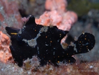 Warty frogfish (Clown frogfish) - <em>Antennarius maculatus</em> - Warzen Anglerfisch 