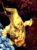 Antennarius multiocellatus (Longlure frogfish - Augenfleck Anglerfisch - Martín pescador, pescador caña larga)