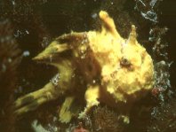 Antennarius pardalis  (Leopard frogfish - Leoparden Anglerfisch)