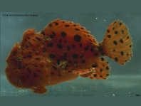 Antennarius pardalis  (Leopard frogfish - Leoparden Anglerfisch)