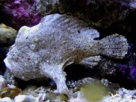 Antennarius pauciradiatus (Dwarfed Frogfish - Zwergenhafter Anglerfisch - pescador enano)