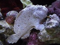 Antennarius pauciradiatus (Dwarfed Frogfish - Zwergenhafter Anglerfisch - pescador enano)