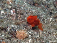 probably a Painted Frogfish (Antennarius pictus) about 1cm