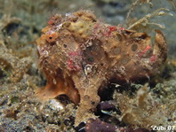 Painted Frogfish (Antennarius pictus) about 3cm 