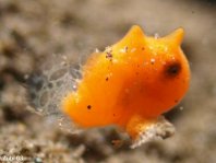 Very tiny Painted Frogfish (Antennarius pictus) about 4mm. Notice the transparent fins!