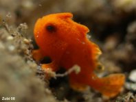 Painted Frogfish (Antennarius pictus) about 6mm