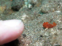 Painted Frogfish (Antennarius pictus) about 1cm - my finger for comparison 