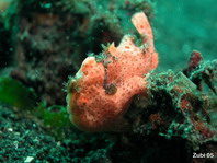 Painted Frogfish (Antennarius pictus) about 4cm 