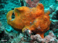 Antennarius pictus (Painted frogfish - Rundflecken Anglerfisch, Bemalter Fühlerfisch) 