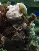 Painted frogfish - <em>Antennarius pictus</em> - Rundflecken Anglerfisch