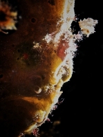 Painted frogfish - <em>Antennarius pictus</em> - Rundflecken Anglerfisch