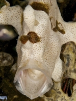 Painted frogfish - <em>Antennarius pictus</em> - Rundflecken Anglerfisch