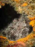 Painted frogfish - <em>Antennarius pictus</em> - Rundflecken Anglerfisch