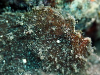 Antennarius randalli Randall's frogfish - Randall's Anglerfisch