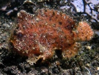 Randall's frogfish - <em>Antennarius randalli</em> - Randall Anglerfisch