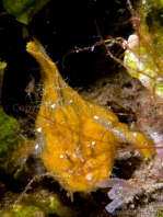 Randall's frogfish - <em>Antennarius randalli</em> - Randall Anglerfisch