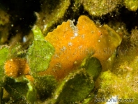 Randall's frogfish - <em>Antennarius randalli</em> - Randall Anglerfisch