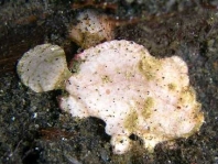 Randall's frogfish - <em>Antennarius randalli</em> - Randall Anglerfisch