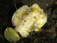 Randall's frogfish - <em>Antennarius randalli</em> - Randall Anglerfisch