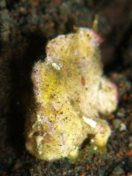 Antennarius randalli Randall's frogfish - Randall's Anglerfisch