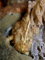 Antennarius randalli Randall's frogfish - Randall's Anglerfisch