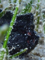 Antennarius randalli Randall's frogfish - Randall's Anglerfisch