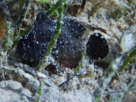 Randall's frogfish - <em>Antennarius randalli</em> - Randall Anglerfisch