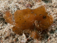 Antennarius randalli Randall's frogfish - Randall's Anglerfisch