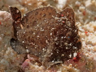 Antennarius randalli Randall's frogfish - Randall's Anglerfisch