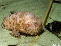 Hairy Frogfish (Antennarius striatus) about 5cm - look at lure