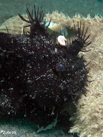 Pez rana rayado (Antennarius striatus)- los apéndices de piel aparecen a un erizo de mar
