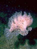 Striped or hairy frogfish - <em>Antennarius striatus</em> - Gestreifter Anglerfisch