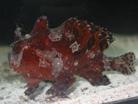 Striped or hairy frogfish - <em>Antennarius striatus</em> - Gestreifter Anglerfisch