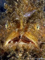 Striped or hairy frogfish - <em>Antennarius striatus</em> - Gestreifter Anglerfisch