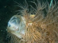 Striped or hairy frogfish - <em>Antennarius striatus</em> - Gestreifter Anglerfisch