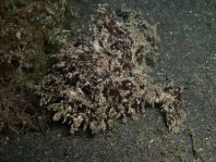 Striped or hairy frogfish - <em>Antennarius striatus</em> - Gestreifter Anglerfisch