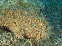 Striped or hairy frogfish - <em>Antennarius striatus</em> - Gestreifter Anglerfisch