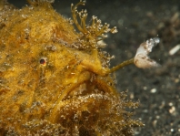 Striped or hairy frogfish - <em>Antennarius striatus</em> - Gestreifter Anglerfisch