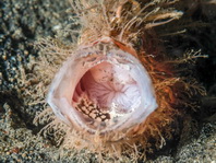 Antennarius striatus (Striped or striated frogfish, hairy frogfish - Gestreifter Anglerfisch)