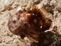 Pygmy frogfish - <em>Antennatus linearis</em> - Pygmäen Anglerfisch