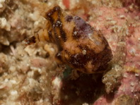 Antennatus tuberosus (Tuberculated Frogfish, Bandfin Frogfish, Pygmy Frogfish - Tuberkel Anglerfisch, Schwanzstreifen Anglerfisch, Pygmäen Anglerfisch)