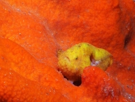 Histiophryne bougainvilli - Bougainville's Frogfish - Bougainville's Anglerfisch