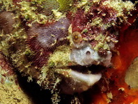 Lophiocharon lithinostomus (Marble-Mouthed Frogfish - Marmor-Maul Anglerfisch)