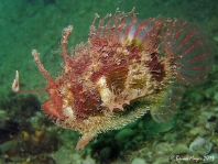 Rhycherus filamentosus (Tasseled Frogfish - Quasten-Anglerfisch)